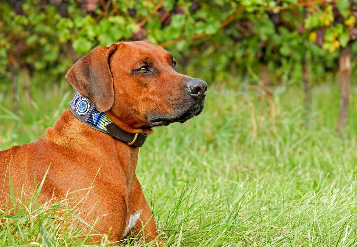 rhodesian ridgeback dog with collar