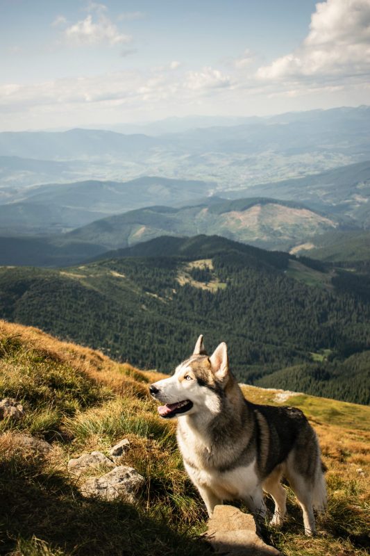 dog on a hike