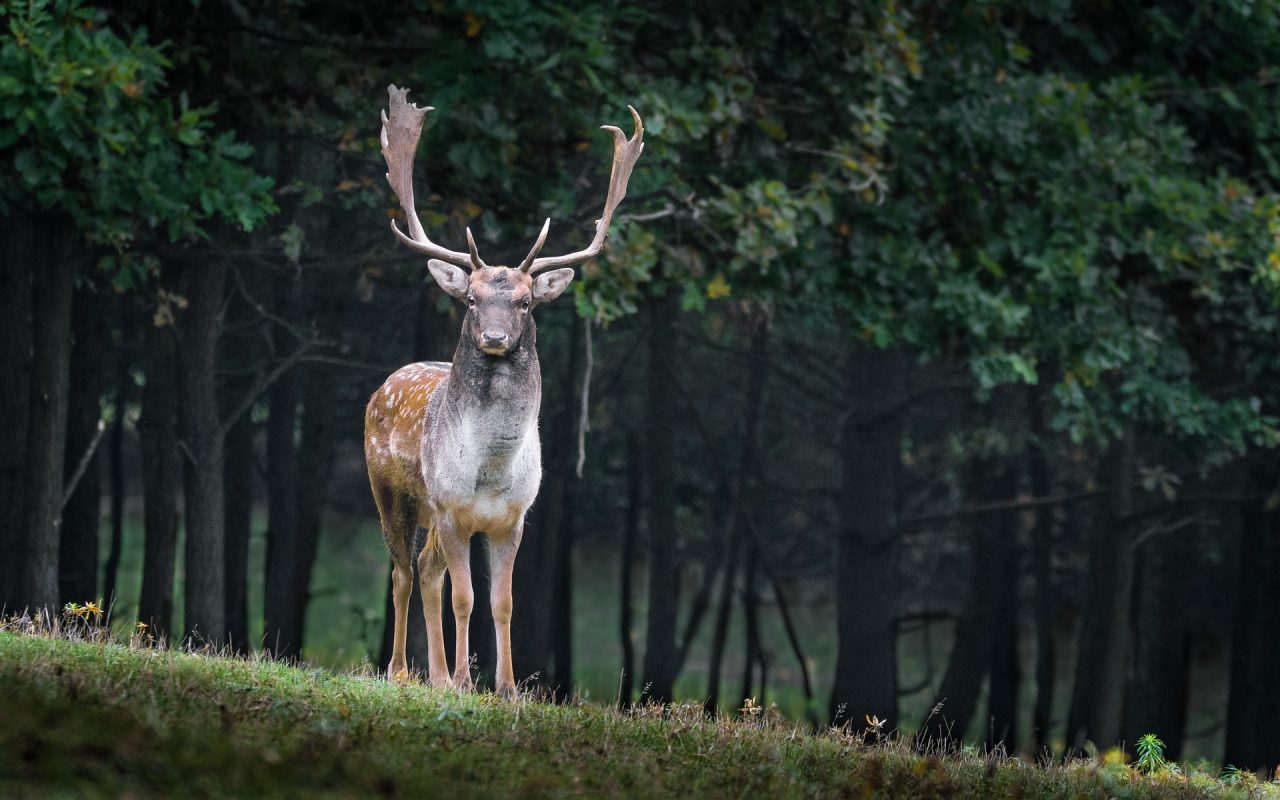 fallow deer in the woods