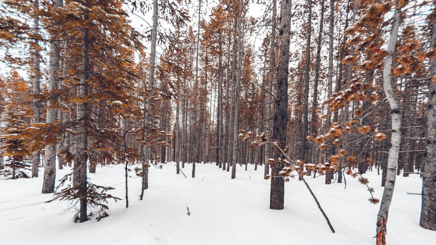 forest in winter